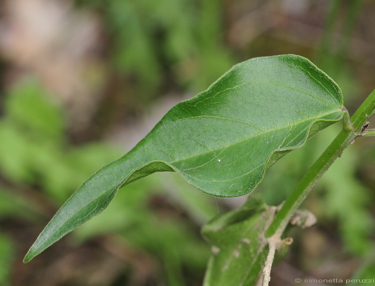 Vincetoxicum hirundinaria Medik./ Vincetossico comune